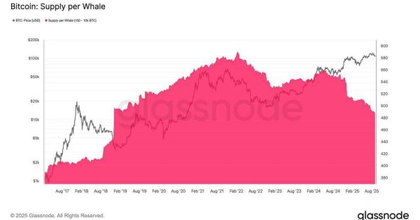 نهنگ‌ها دوباره دست به کار شدن