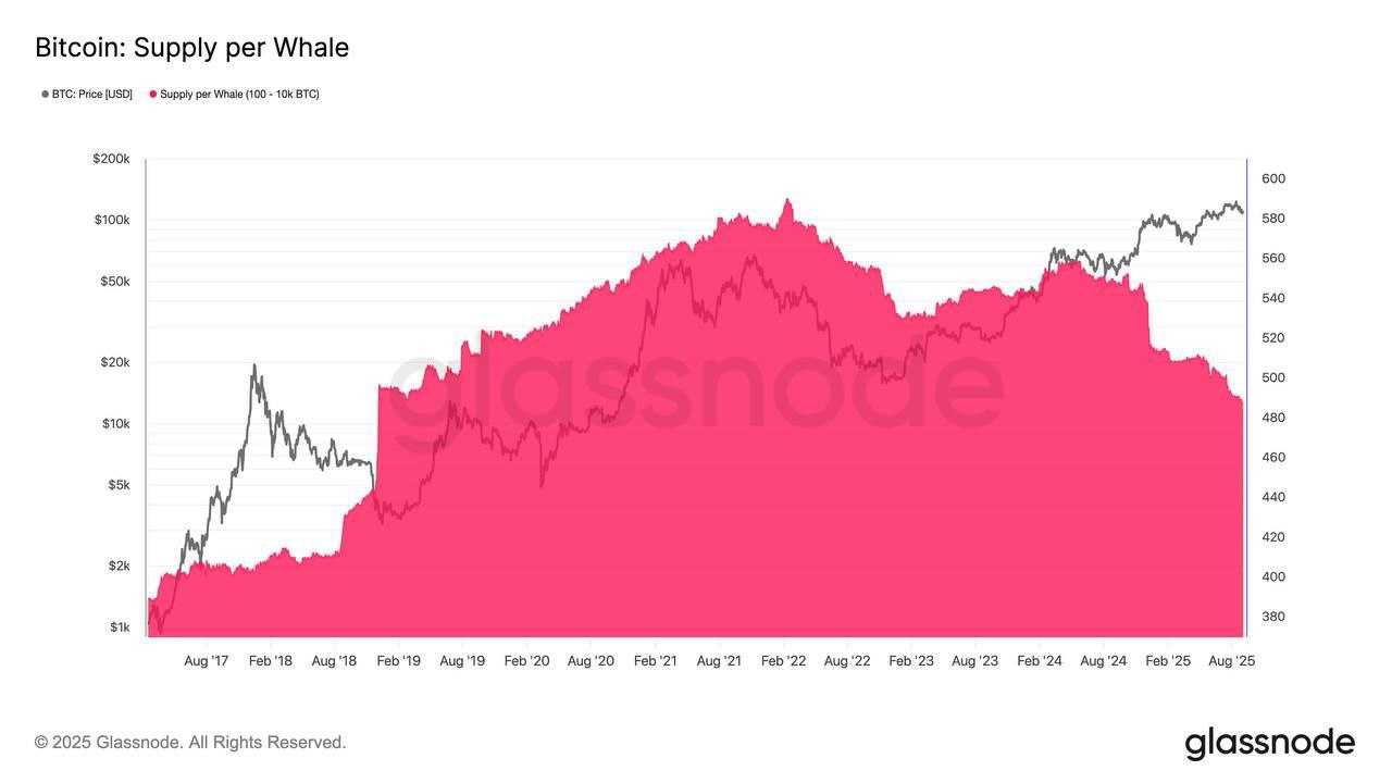 نهنگ‌ها دوباره دست به کار شدن