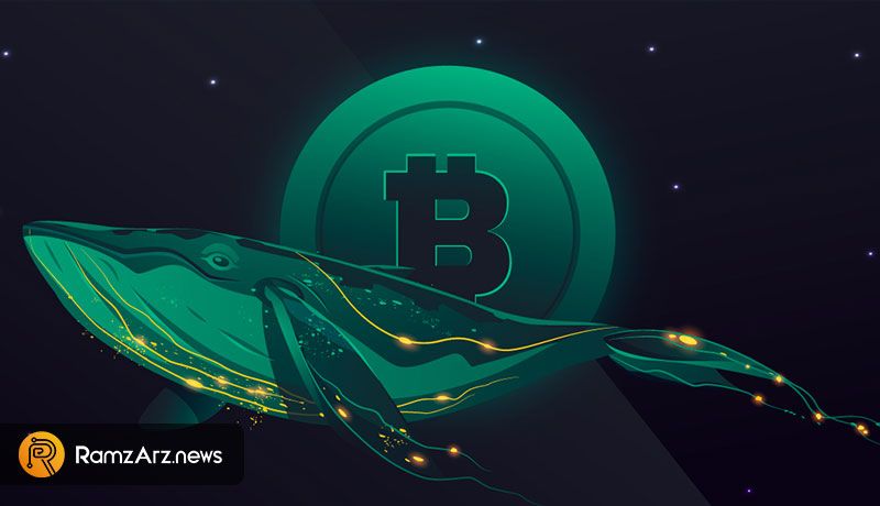 whales-buy-bitcoin