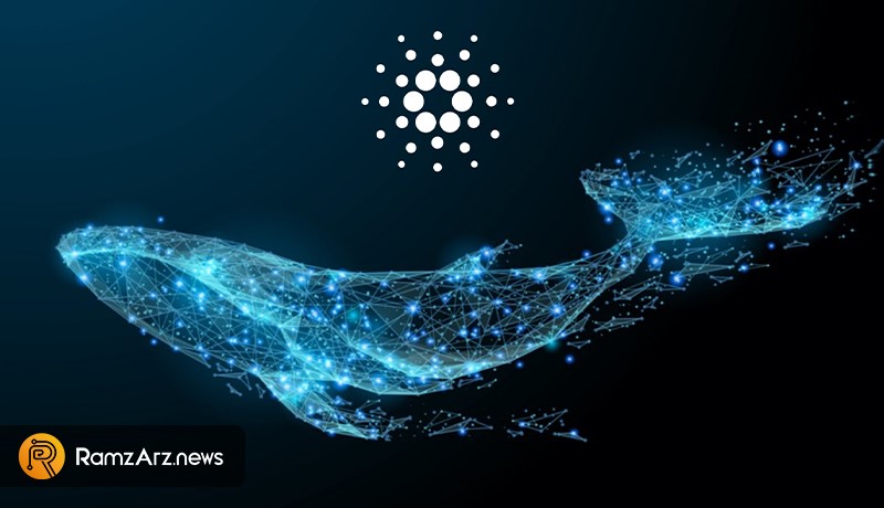 cardano-whale-addresses