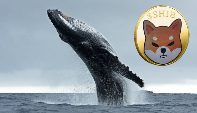 shiba