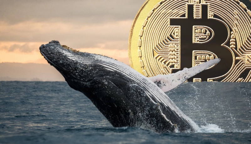 BITCOIN-WHALE
