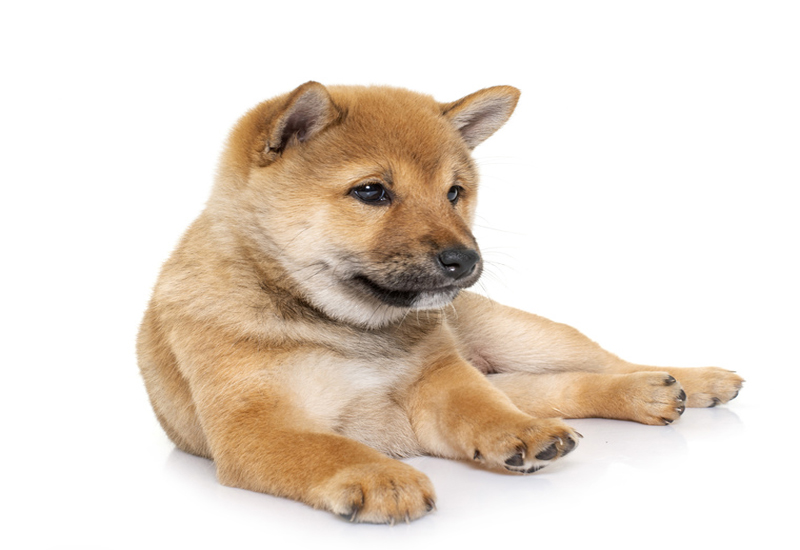 Shiba-Inu-puppy