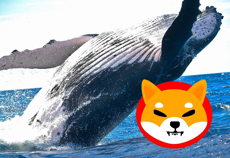 shiba-inu-whales