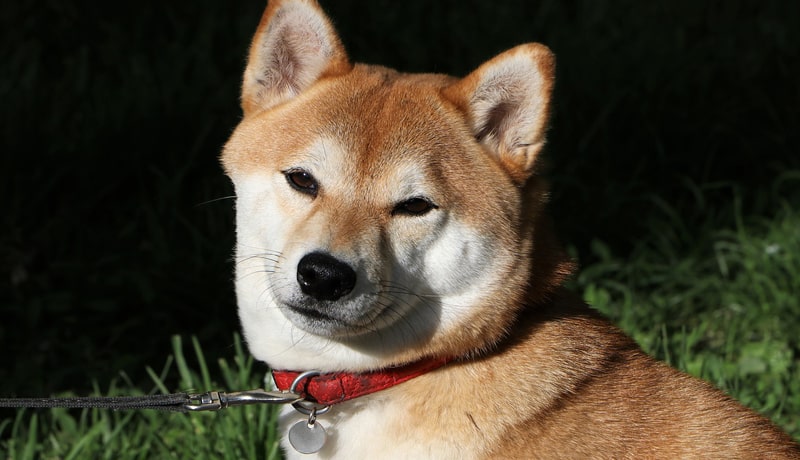 shib-tops-the-top-5000-eth-whales-but-heres-an-issue