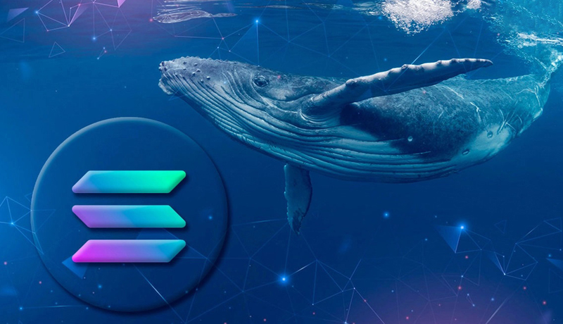 solana-sees-enormous-whale-trading-volumes-in-the-last-24-hours