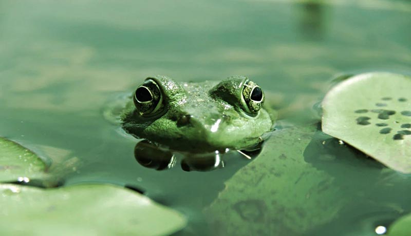 ارز دیجیتال pepe چیست؟ بررسی ارز دیجیتال پپه قورباغه و آینده آن