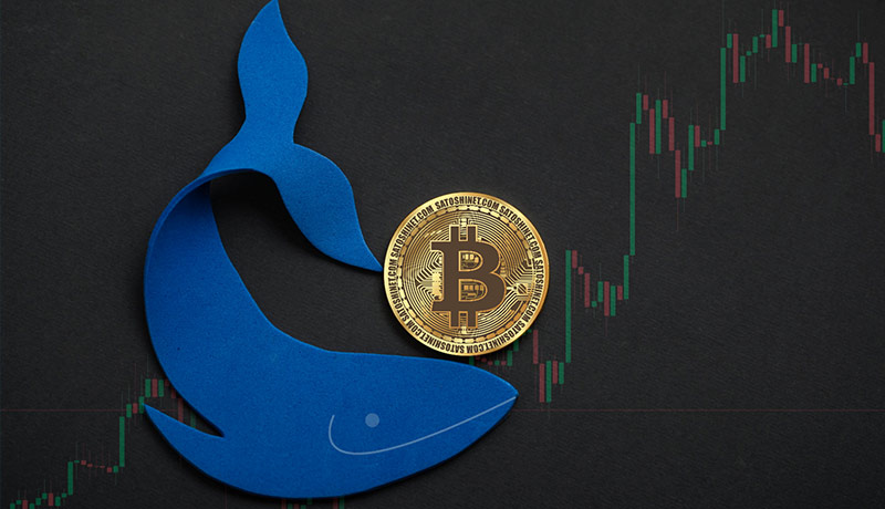 بیت کوین به کمک یک نهنگ از غرق شدن نجات یافت!