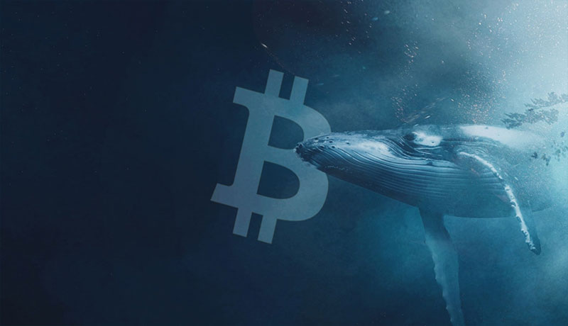 bitcoin-sharks-and-whales-accumulated-2b-worth-of-btc-since-blackrocks-etf-filing-