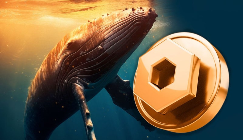 chainlink-link-whales-buying-spree-continues-heres-how-much-this-one-bought