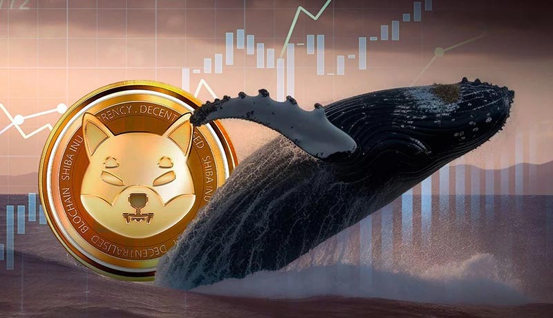 شیبا دوباره طعمه نهنگها شد! قیمت چه تأثیری میپذیرد؟