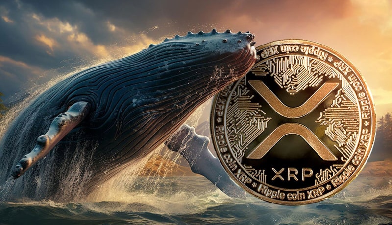 millions-of-xrp-grabbed-by-whales-is-xrp-about-to-take-off