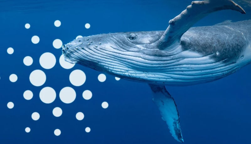 cardano-ada-price-jumps-18-as-whales-join-the-party