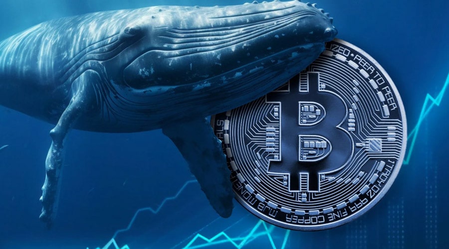 mysterious-whales-suddenly-shift-millions-in-bitcoin-after-halving