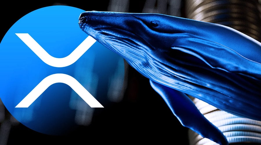 xrp-news-ripple-whales-buy-830m-coins-amid-rlusd-launch-optimism