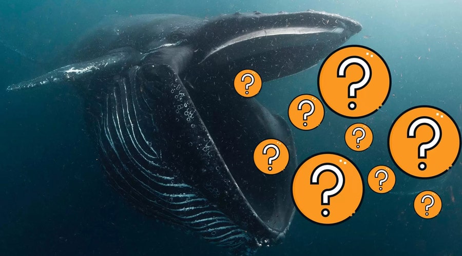 crypto-whales-altcoins-fourth-week-may