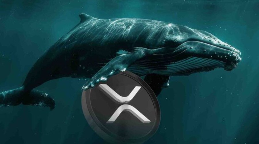 giant-whale-makes-6-million-bet-on-xrp